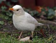 white-blickbird1